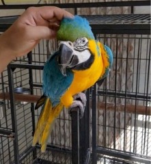 Guacamayo azul y dorado ya disponible