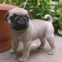 adorable-carlino-perritos-y-perritas-small-0