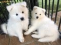 samoyedo-kachorros-para-adopcion-small-1