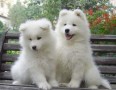 samoyedo-kachorros-para-adopcion-small-2