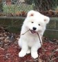 samoyedo-kachorros-para-adopcion-small-0