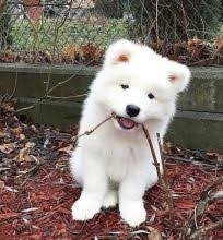 Samoyedo Kachorros para adopcion