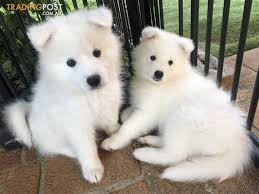 samoyedo-kachorros-para-adopcion-big-1