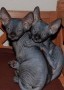 adorable-gatito-sphynx-disponible-small-0