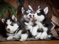 regalo-cachorro-husky-siberiano-whatsapp-34603920008-small-0