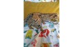 regalo-gatitos-savannah-whatsapp-34603920008-small-3