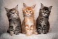 regalo-gatitos-maine-coon-whatsapp-34603920008-small-0