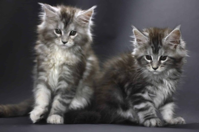 regalo-gatitos-maine-coon-whatsapp-34603920008-big-0