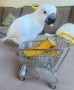 regalo-loro-cacatua-small-0