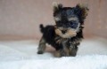 regalo-cachorro-toy-de-yorkshire-terrier-small-0