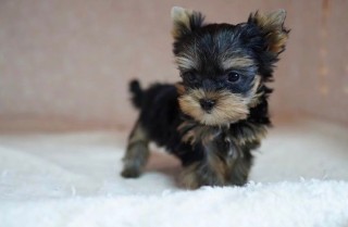 Regalo Cachorro toy, de yorkshire terrier,