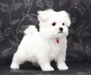 Regalo cachorro de bichon maltes mini para adopcion