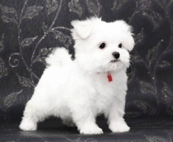 regalo-cachorro-de-bichon-maltes-mini-para-adopcion-big-0