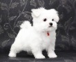 regalo-cachorro-de-bichon-maltes-mini-para-adopcion-small-0