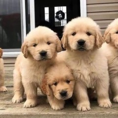 Regalo Camada raza de Golden Retriever