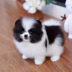 Regalo Cachorro de Pomeranian mini toy para adopcion