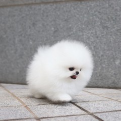 Regalo Cachorro de Pomeranian mini toy para adopcion