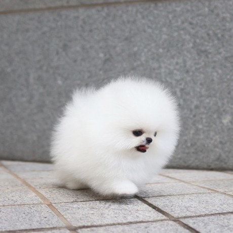 regalo-cachorro-de-pomeranian-mini-toy-para-adopcion-big-0