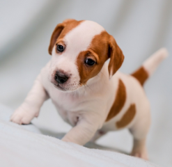 Regalo cachorro de jack russell en adopcion