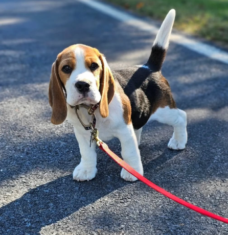 regalo-cachorro-beagle-para-adopcion-big-0