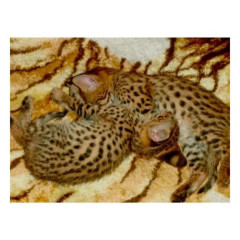 Savannah Kittens Serval y Caracal