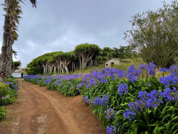 finca-rustica-en-venta-en-valle-guerra-tejina-big-7