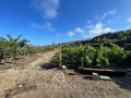 finca-rustica-en-venta-en-guia-de-isora-small-10