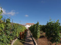 finca-rustica-en-venta-en-guia-de-isora-small-11