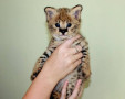 gatinhos-savannah-serval-e-caracal-com-4-semanas-small-0
