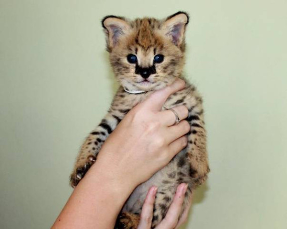 gatinhos-savannah-serval-e-caracal-com-4-semanas-big-0