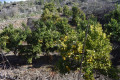 finca-rustica-en-venta-en-guia-de-isora-small-6