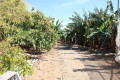 finca-rustica-en-venta-en-calle-del-agua-sn-small-19