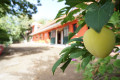 finca-rustica-en-venta-en-el-bebedero-pinolere-aguamansa-small-15