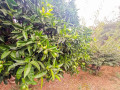 finca-rustica-en-venta-en-camino-de-chasna-small-3